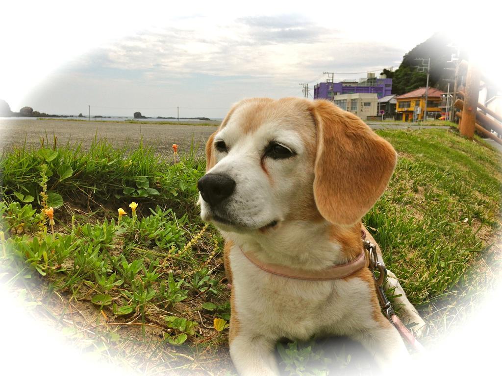 Hareya Shimoda (Shizuoka) Bagian luar foto